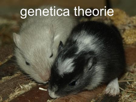 genetica theorie